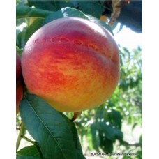 Red Haven Şeftali Fidanı