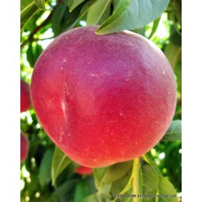 Rich May Şeftali Fidanı