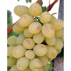 Ata Sarısı Üzüm Fidanı Ata Sarısı Üzüm Fidanı