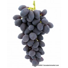 Autumn Royal ( Siyah Çekirdeksiz ) Üzüm Fidanı Autumn Royal ( Siyah Çekirdeksiz ) Üzüm Fidanı