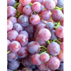 Cardinal Üzüm Fidanı ( Erkenci Kırmızı ) Cardinal Üzüm Fidanı ( Erkenci Kırmızı )