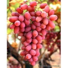 Crimson Seedless Üzüm Fidanı Crimson Seedless Üzüm Fidanı