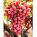 Crimson Seedless Üzüm Fidanı