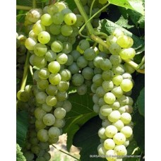 Erenköy ( Kürt) Üzümü Fidanı Erenköy ( Kürt) Üzümü Fidanı
