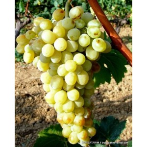 Hafız Ali Üzümü Fidanı Hafız Ali Üzümü Fidanı