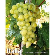 Italia ( İtalya ) Üzüm Fidanı Italia ( İtalya ) Üzüm Fidanı