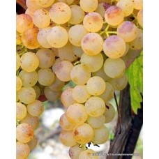 Müşküle ( Yalı) Üzümü Fidanı Müşküle ( Yalı) Üzümü Fidanı