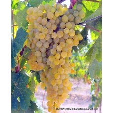 Narince Üzüm Fidanı ( Şıralık - Tokat yaprağı ) Narince Üzüm Fidanı ( Şıralık - Tokat yaprağı )