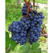 Prima Lova Üzüm Fidanı Prima Lova Üzüm Fidanı