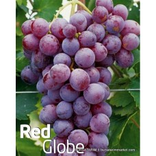 Red Globe Üzüm Fidanı Red Globe Üzüm Fidanı