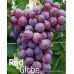 Red Globe Üzüm Fidanı Red Globe Üzüm Fidanı