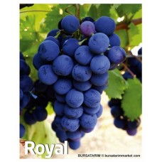 Royal Üzüm Fidanı Royal Üzüm Fidanı