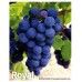 Royal Üzüm Fidanı Royal Üzüm Fidanı