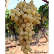 Sultani Çekirdeksiz Üzüm Fidanı Sultani Çekirdeksiz Üzüm Fidanı
