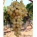 Sultani Çekirdeksiz Üzüm Fidanı Sultani Çekirdeksiz Üzüm Fidanı