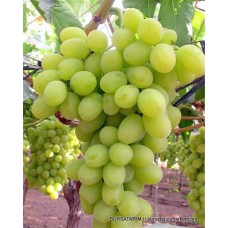 Superior Seedless Üzüm Fidanı Superior Seedless Üzüm Fidanı