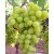 Superior Seedless Üzüm Fidanı
