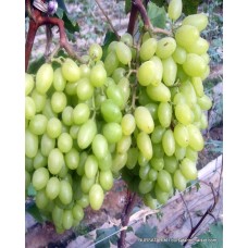 Tahannebi Asma Fidanı Tahannebi Asma Fidanı