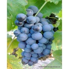 Trakya İlkeren ( Erkenci Siyah ) Trakya İlkeren ( Erkenci Siyah )