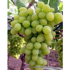 Victoria ( Viktorya) Üzüm Fidanı Victoria ( Viktorya) Üzüm Fidanı