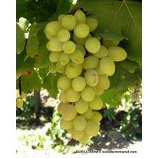 Yalova İncisi Üzüm Fidanı Yalova İncisi Üzüm Fidanı