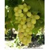 Yalova İncisi Üzüm Fidanı Yalova İncisi Üzüm Fidanı