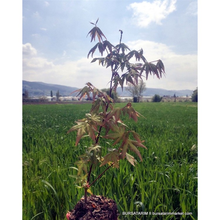 Acer Palmatum