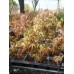 Acer Palmatum