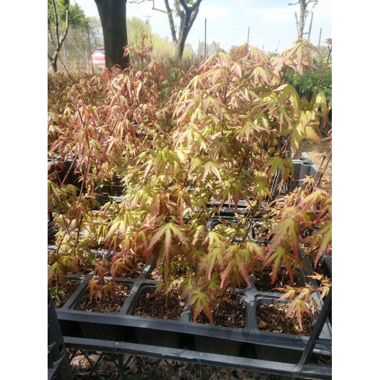 Acer Palmatum