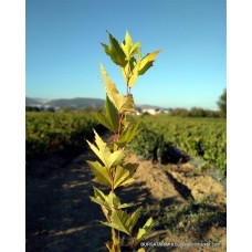 Çınar Ağacı Aşılı Çınar Ağacı Aşılı