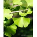Ginkgo biloba Mabet Ağacı Fidanı