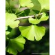 Ginkgo biloba Mabet Ağacı Fidanı