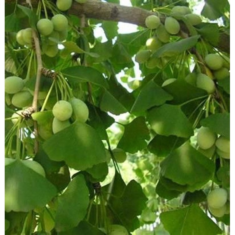 Ginkgo biloba Mabet Ağacı Fidanı