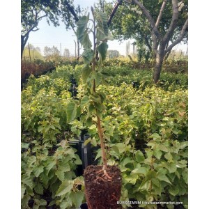 Huş Betula Huş Betula