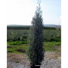 Yetişkin Kara selvi