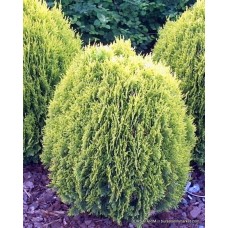 Mazı Ağacı Fidanı Mazı Ağacı Fidanı