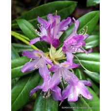 Orman Gülü Ağacı Fidanı Orman Gülü Ağacı Fidanı