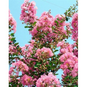 Oya Ağacı ( Kırmızı çiçekli) Oya Ağacı ( Kırmızı çiçekli)