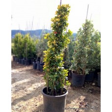 Piramit Altuni Aşılı Taflan Piramit Altuni Aşılı Taflan