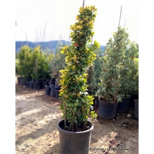 Piramit Altuni Aşılı Taflan Piramit Altuni Aşılı Taflan