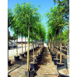 Salkım Söğüt Ağacı Salkım Söğüt Ağacı