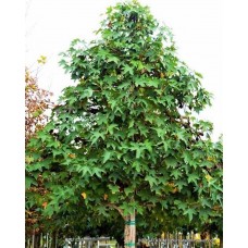 Sığla Ağacı Fidanı Sığla Ağacı Fidanı