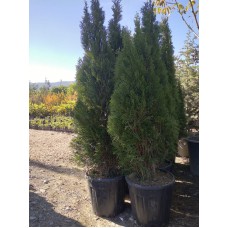 SMARGAD MAZI FİDANI