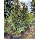 Yetişkin Manolya Ağacı (Grandflora)