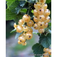 Yetişkin Beyaz Frenk Üzümü Blanka Çeşidi Yetişkin Beyaz Frenk Üzümü Blanka Çeşidi