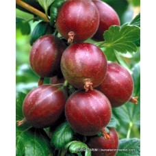 Bektaşi Üzümü Niesluchowski Çeşidi Bektaşi Üzümü Niesluchowski Çeşidi