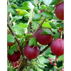 Bektaşi Üzümü - Kırmızı Yerli Bektaşi Üzümü - Kırmızı Yerli