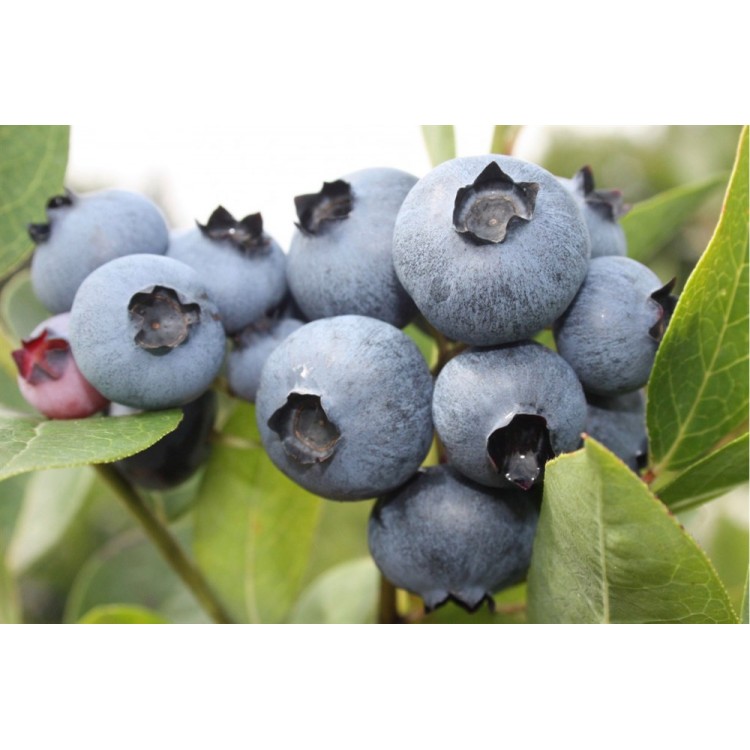 2 Yaşlı Bonus Yaban Mersini Fidanı ( Likapa - Maviyemiş ) Blueberry