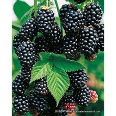 Chester Böğürtlen Fidanı Chester Böğürtlen Fidanı