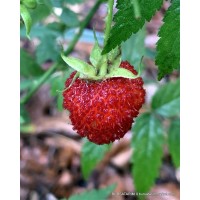 Çilek Ahududu Fidanı Çilek Ahududu Fidanı